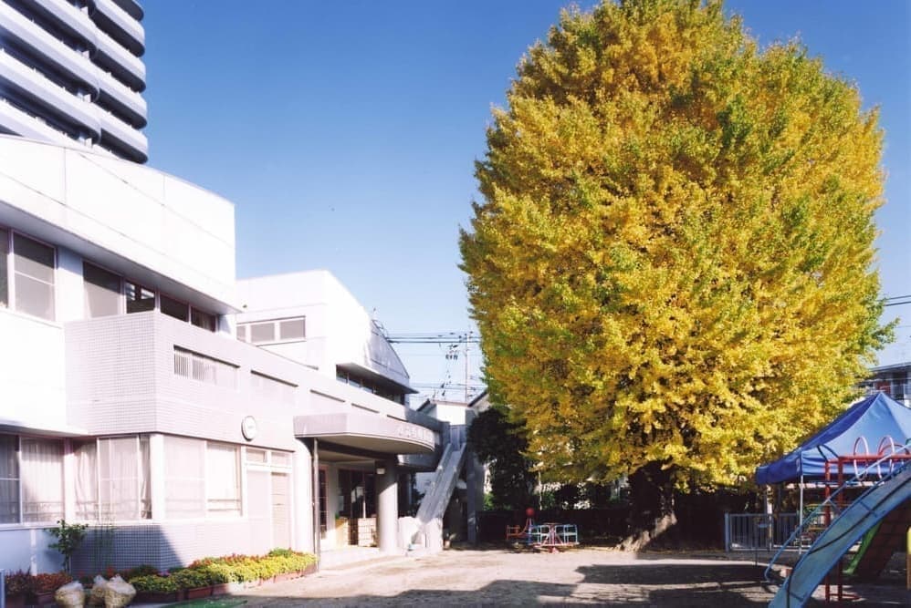 宮崎市　ひかり幼稚園　大銀杏
